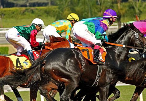 thoroughbred racing photos.